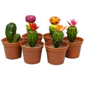 Wholesale - Asst Mini Cactus in Pot Plastic C/P 24, UPC: 763713235021